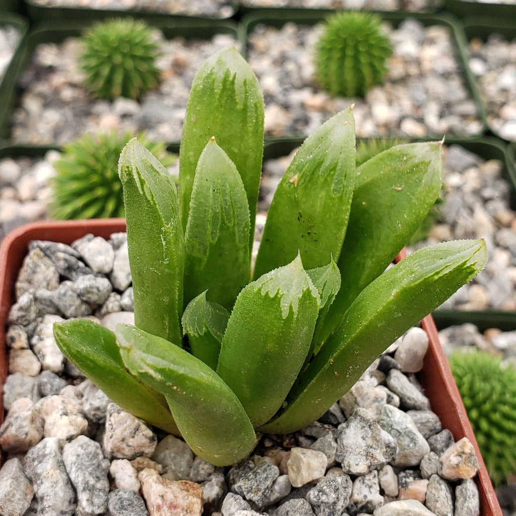 Haworthia Harry johnson