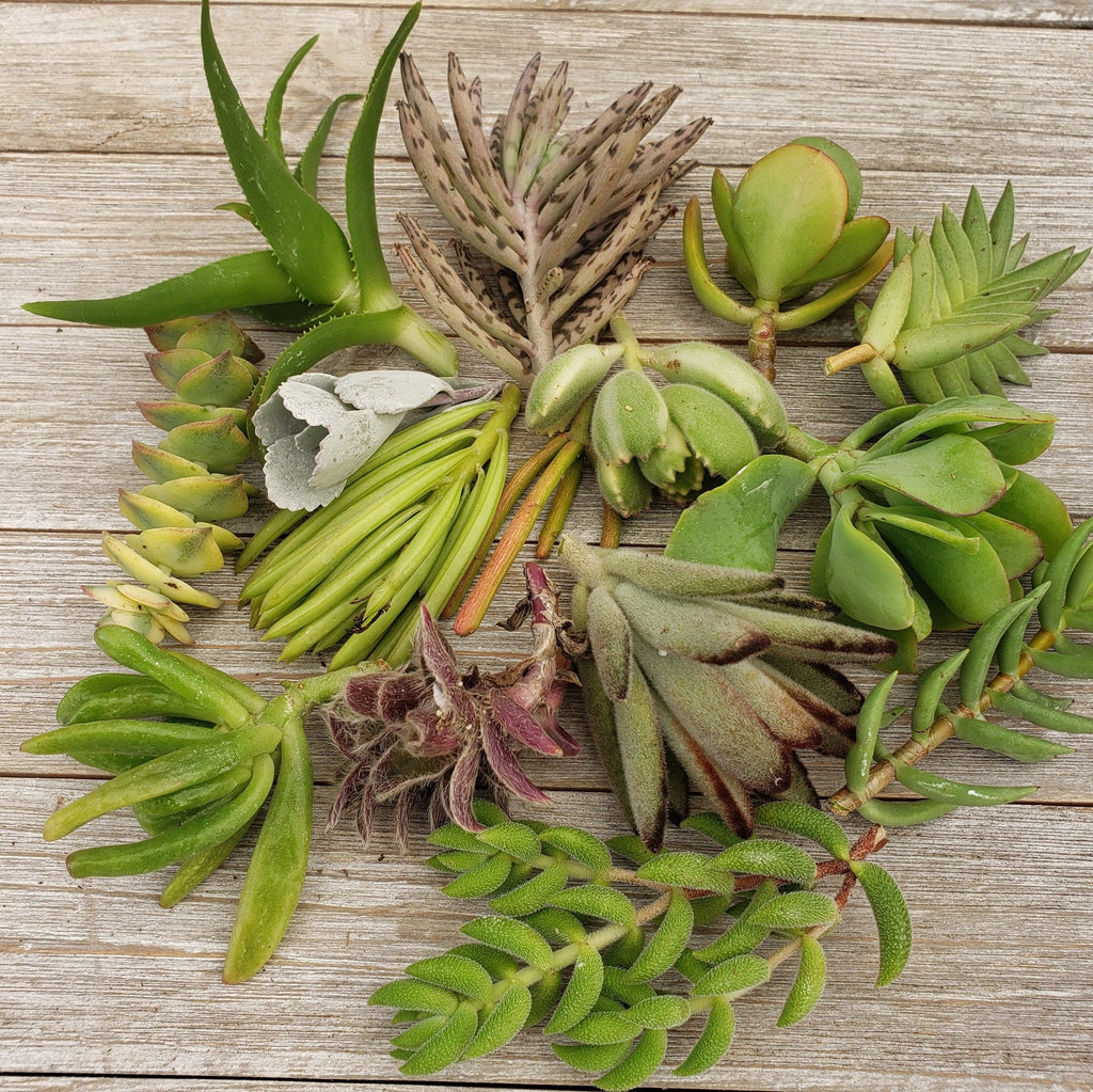 50 Assorted Succulent Cuttings
