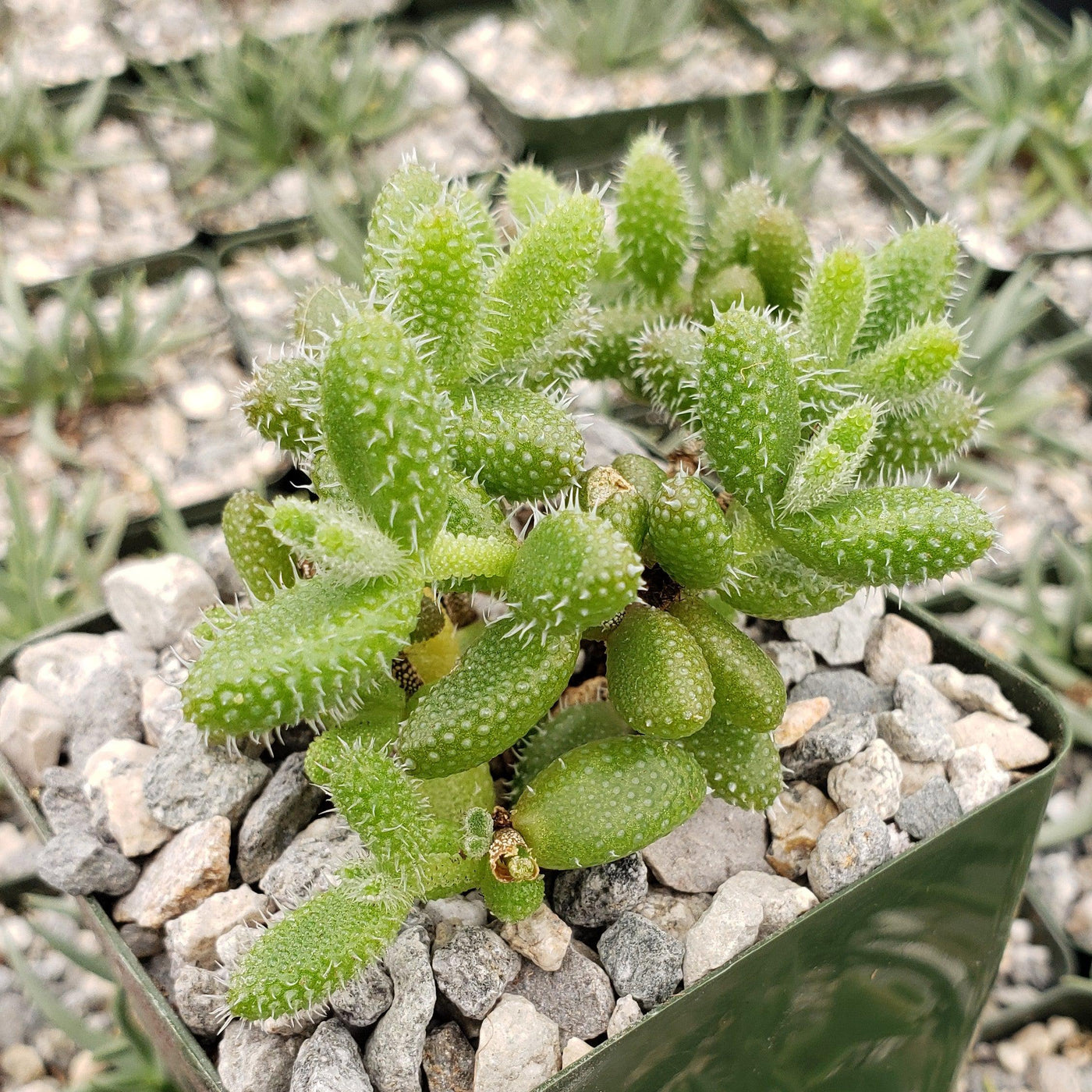 pickles succulent care Show 'Pickle Plant – Delosperma echinatum' Care and Growing Guide