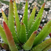 Aloe vera chinensis