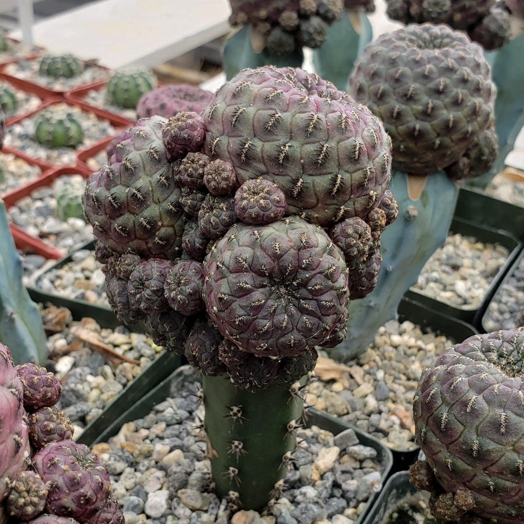 Sulcorebutia rauschii grafted Large