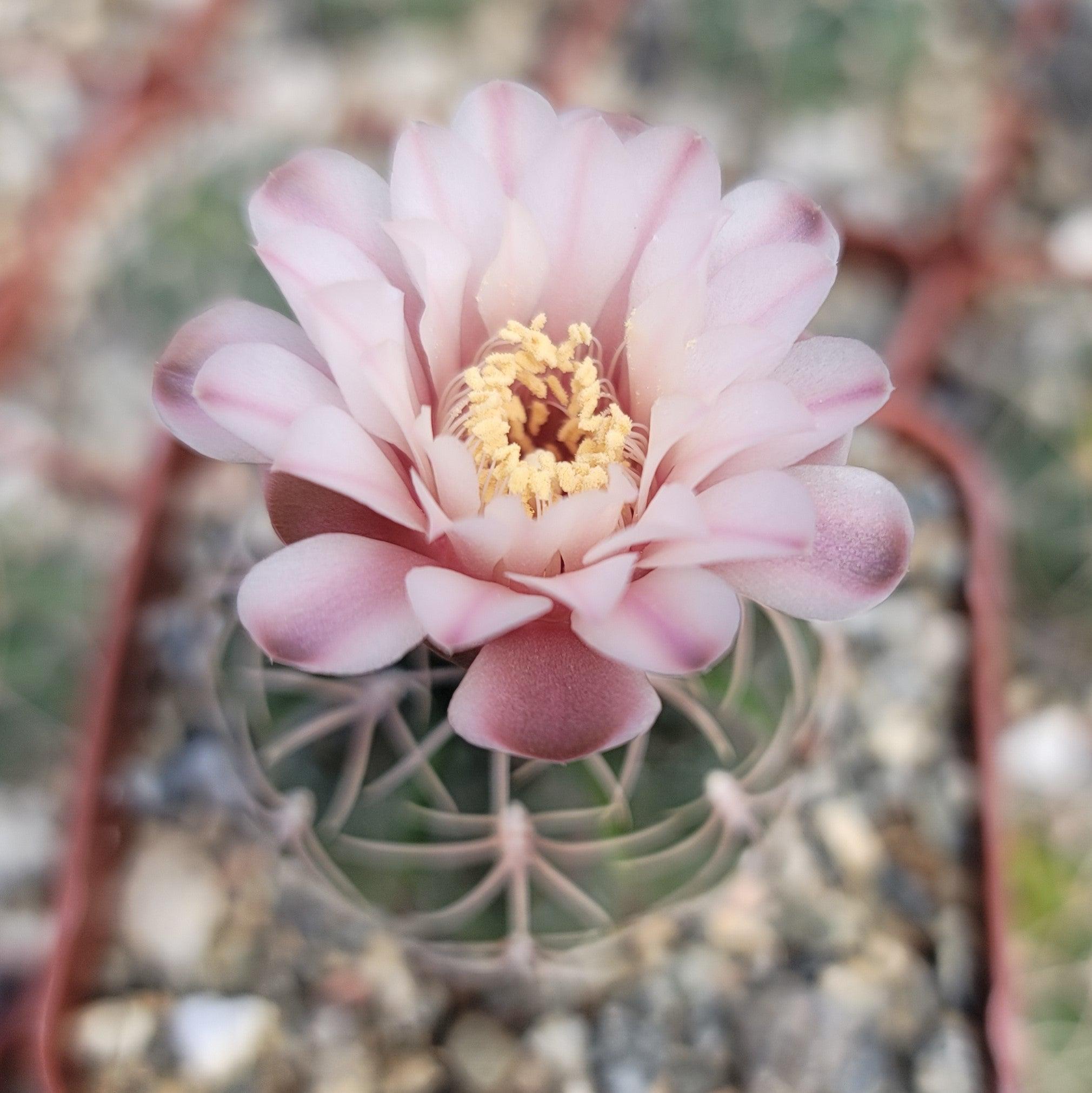 Gymnocalycium ritterianum