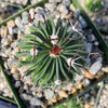 Echinofossulocactus crispatus