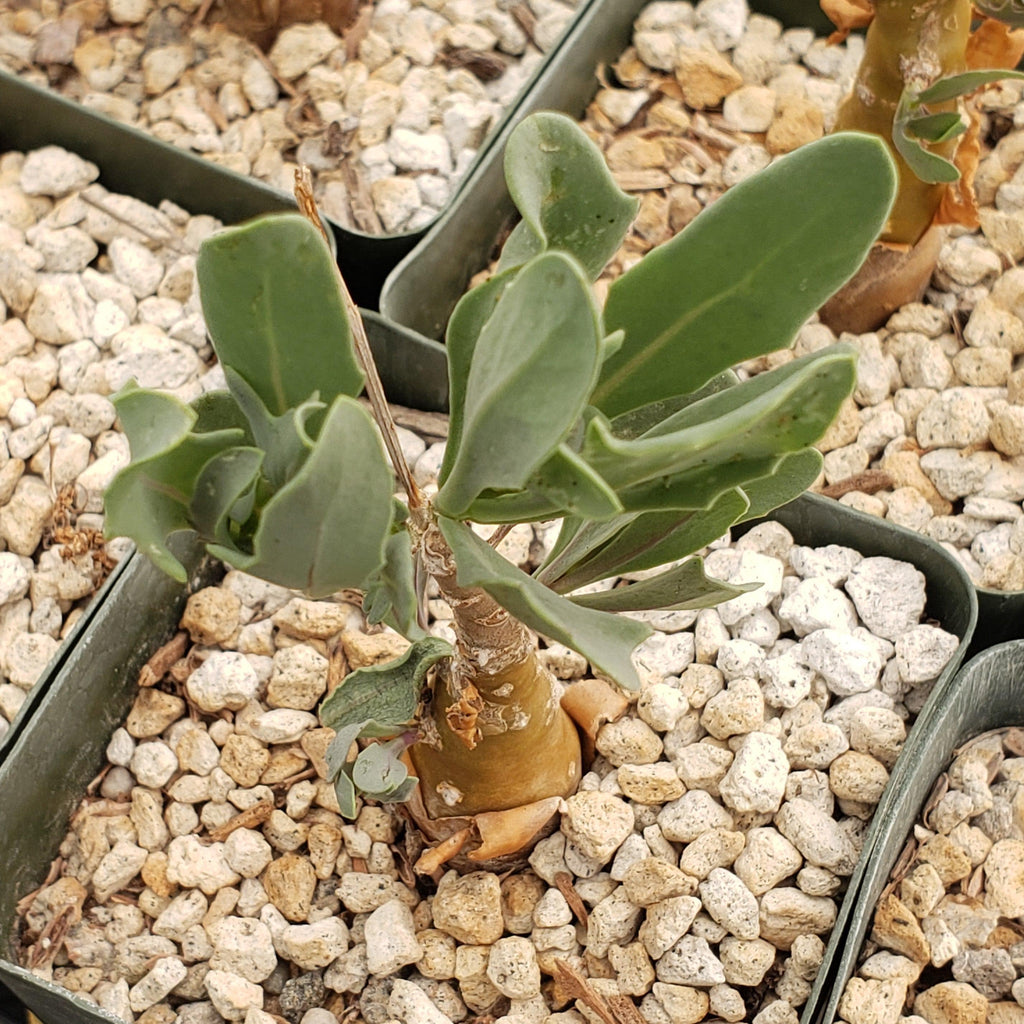 Othonna lobata hybrid