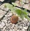 Elephant’s Foot Succulent - Dioscorea elephantipes