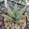 Aloe Diego