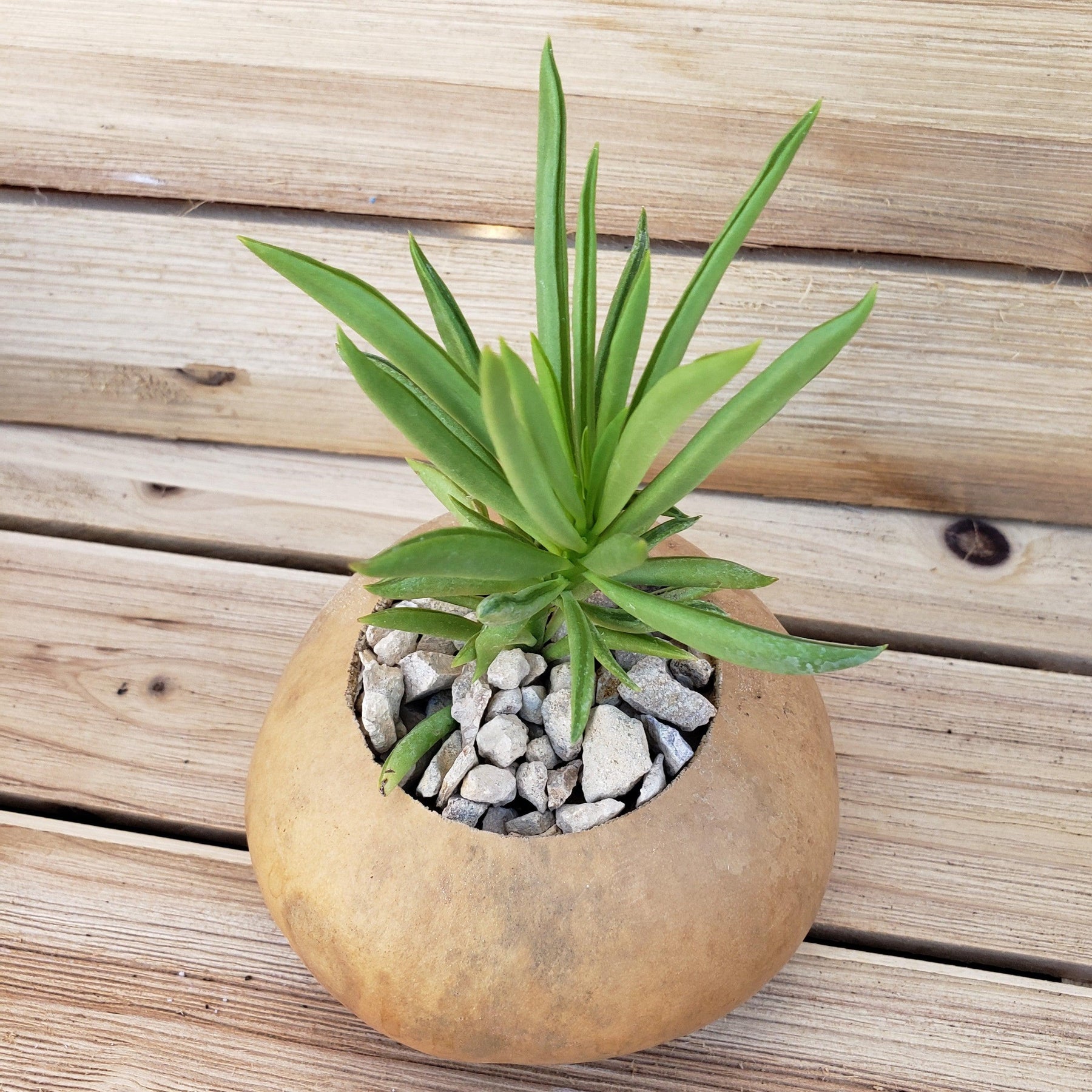 4 inch DIY Succulent Gourd Centerpiece arrangement – Planet Desert