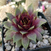 Sempervivum &