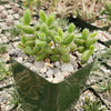 Pickle Plant ‘Delosperma echinatum’