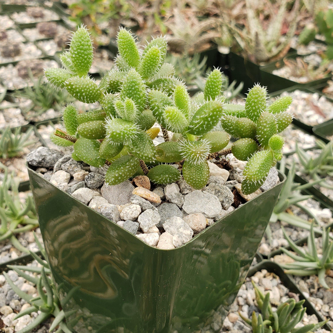 pickle looking succulent Show 'Pickle Plant – Delosperma echinatum' Care and Growing Guide