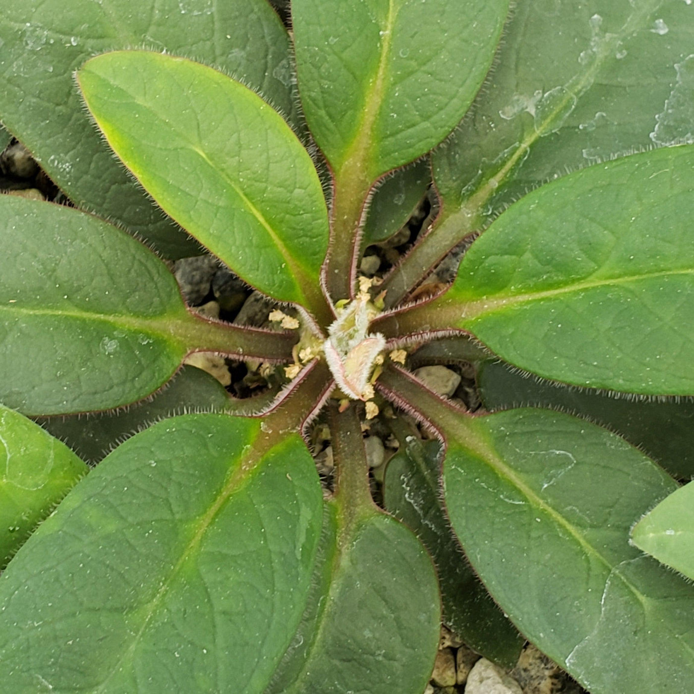 Eupforbia ankarensis