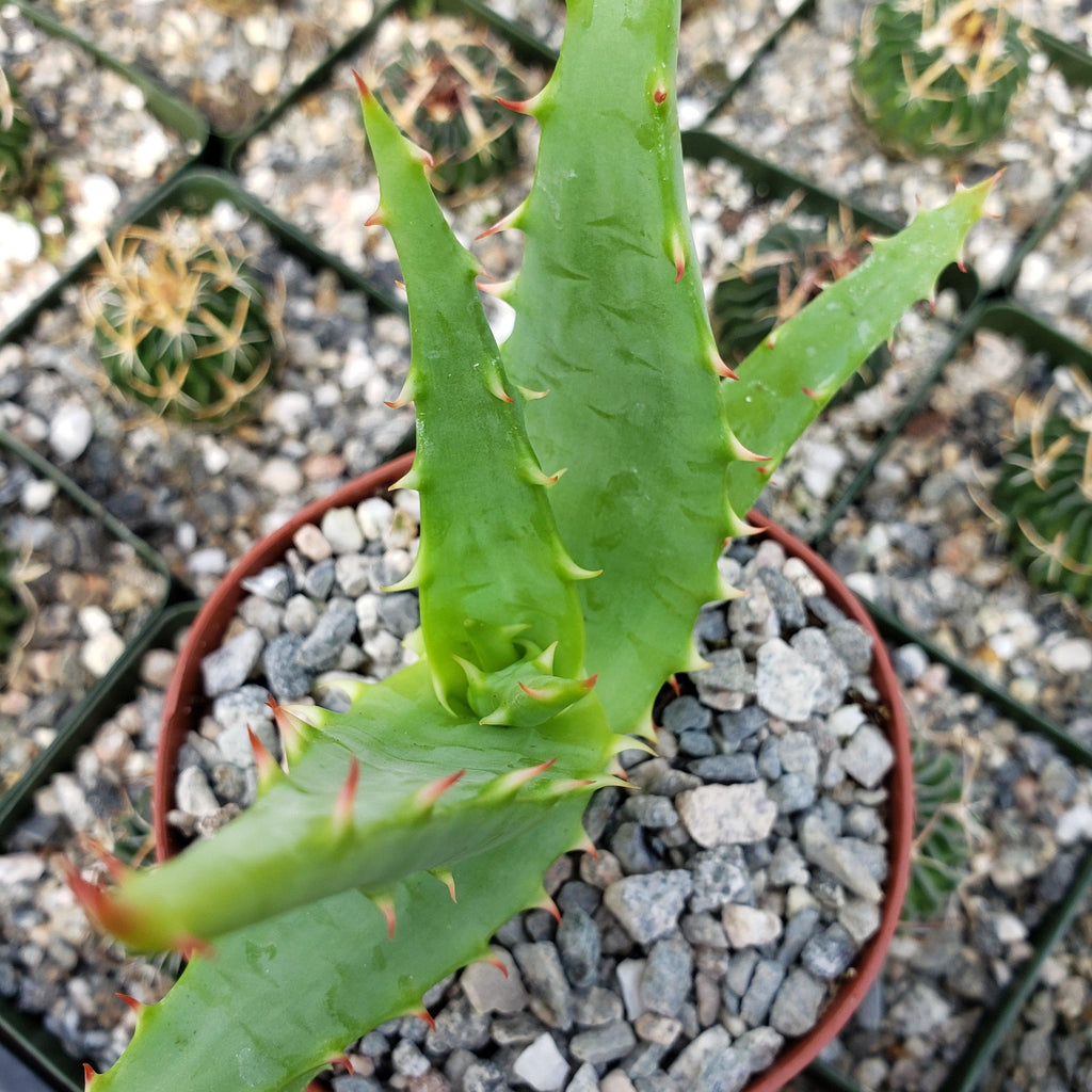 Aloe africana