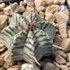 Euphorbia meloformis variegata