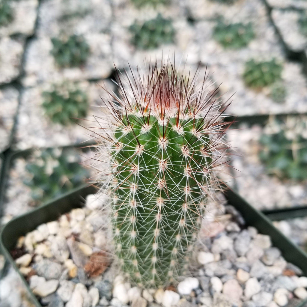Trixantocereus blossfeldiorum