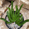 Glottiphyllum longum