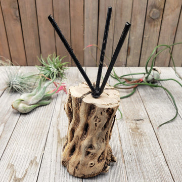 air plant driftwood holder Natural Cholla Stand