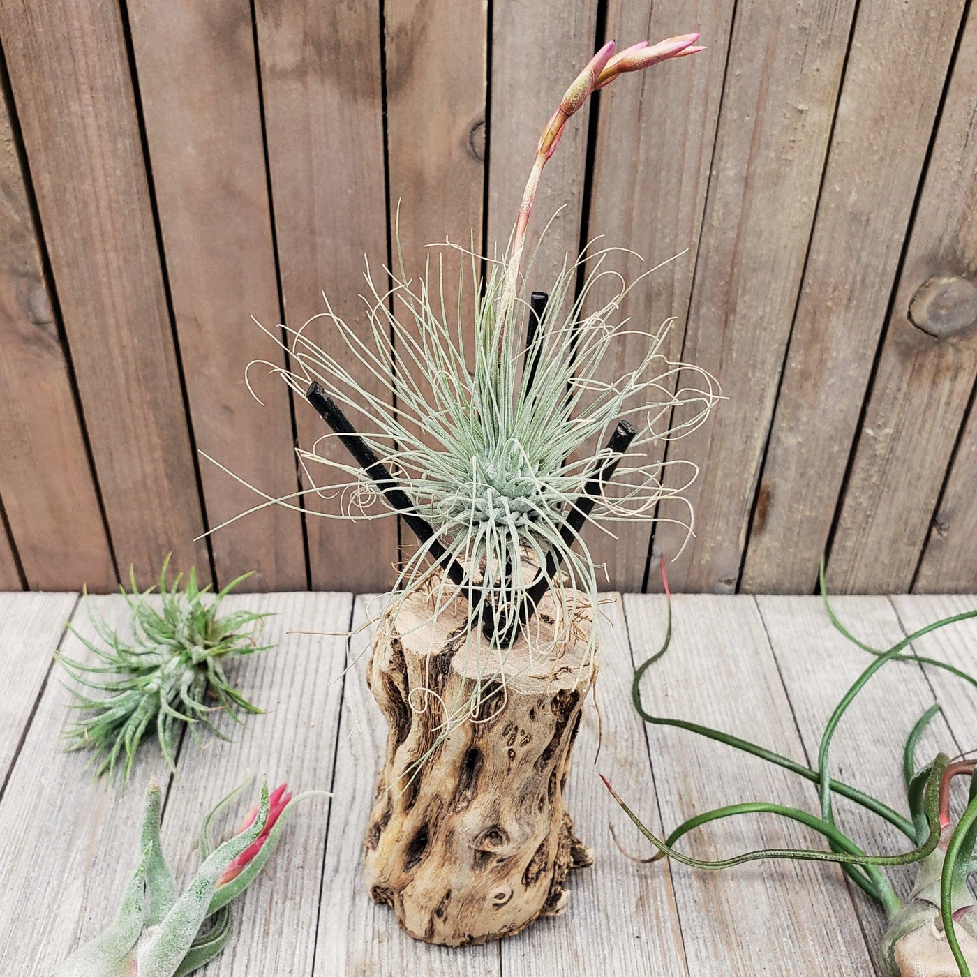 cholla wood air plant Natural Cholla Stand