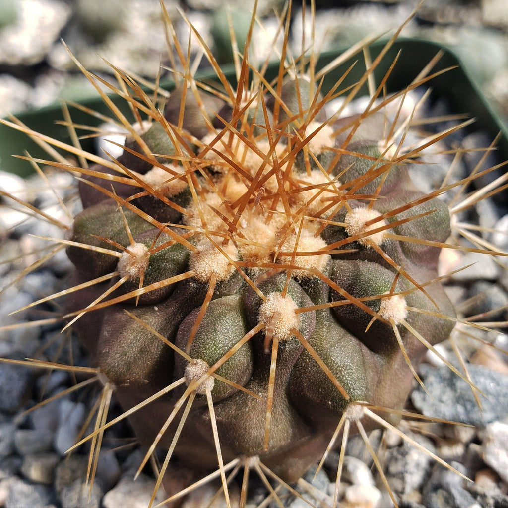 Copiapoa haseltoniana