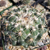 Coryphantha cornifera