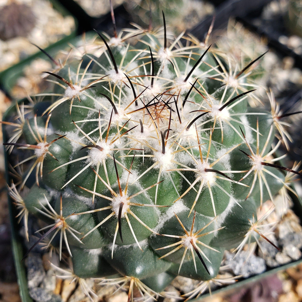 Coryphantha cornifera