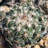 Coryphantha cornifera
