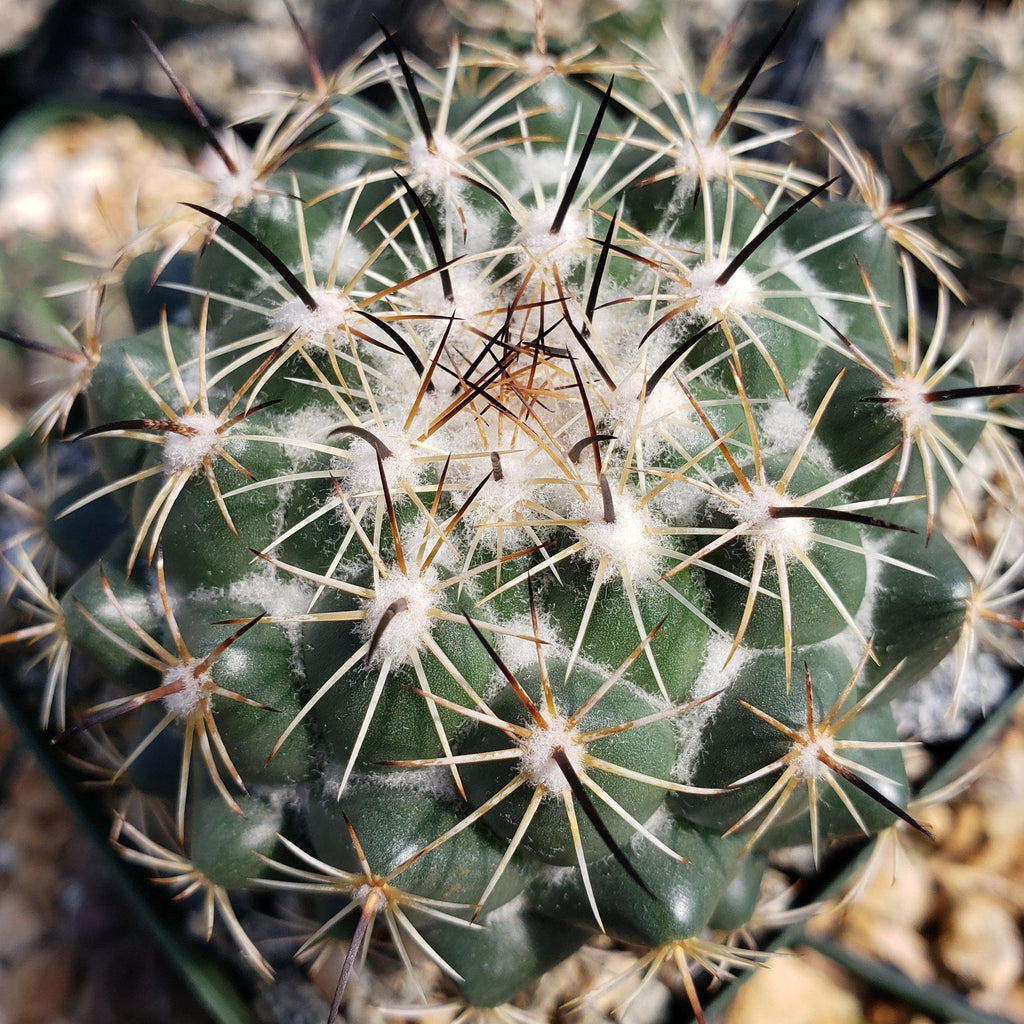 Coryphantha cornifera