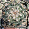 Coryphantha cornifera