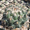 Coryphantha cornifera