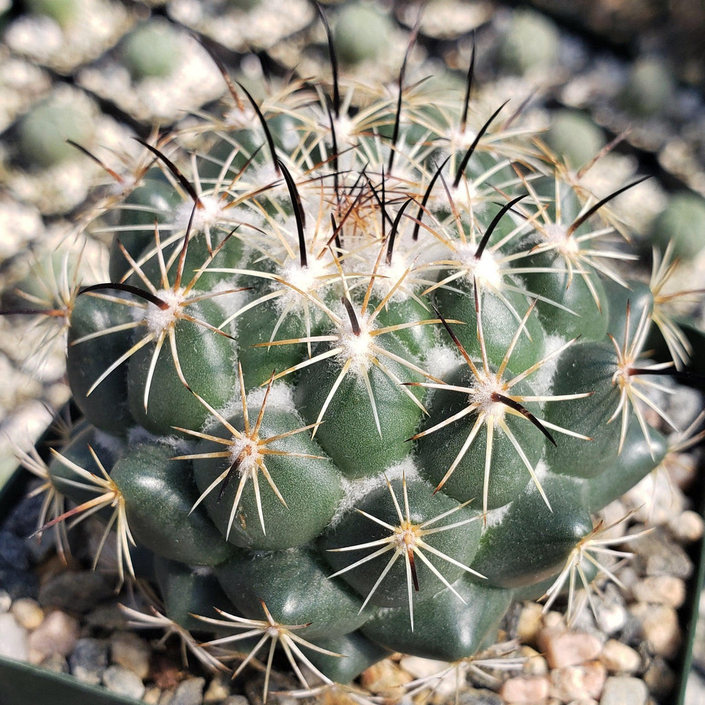 Coryphantha cornifera