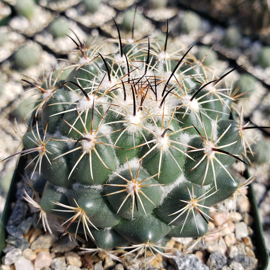 Coryphantha cornifera