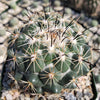 Coryphantha cornifera