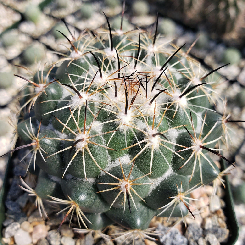 Coryphantha cornifera