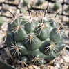 Coryphantha cornifera