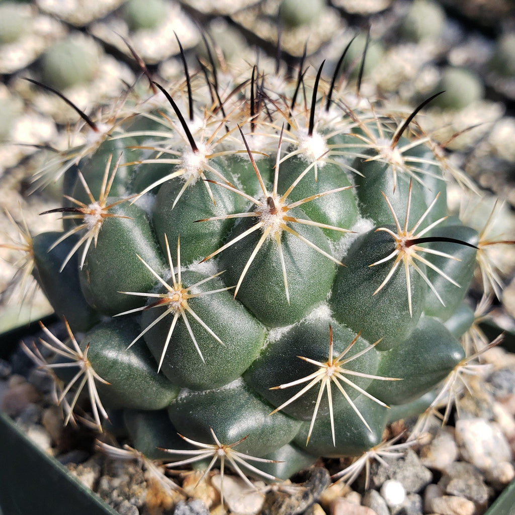 Coryphantha cornifera