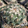 Coryphantha cornifera