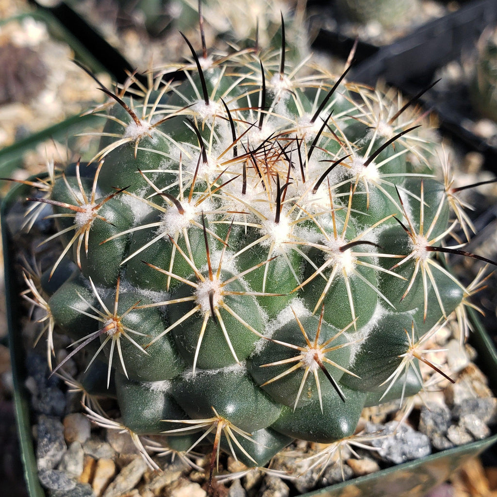Coryphantha cornifera