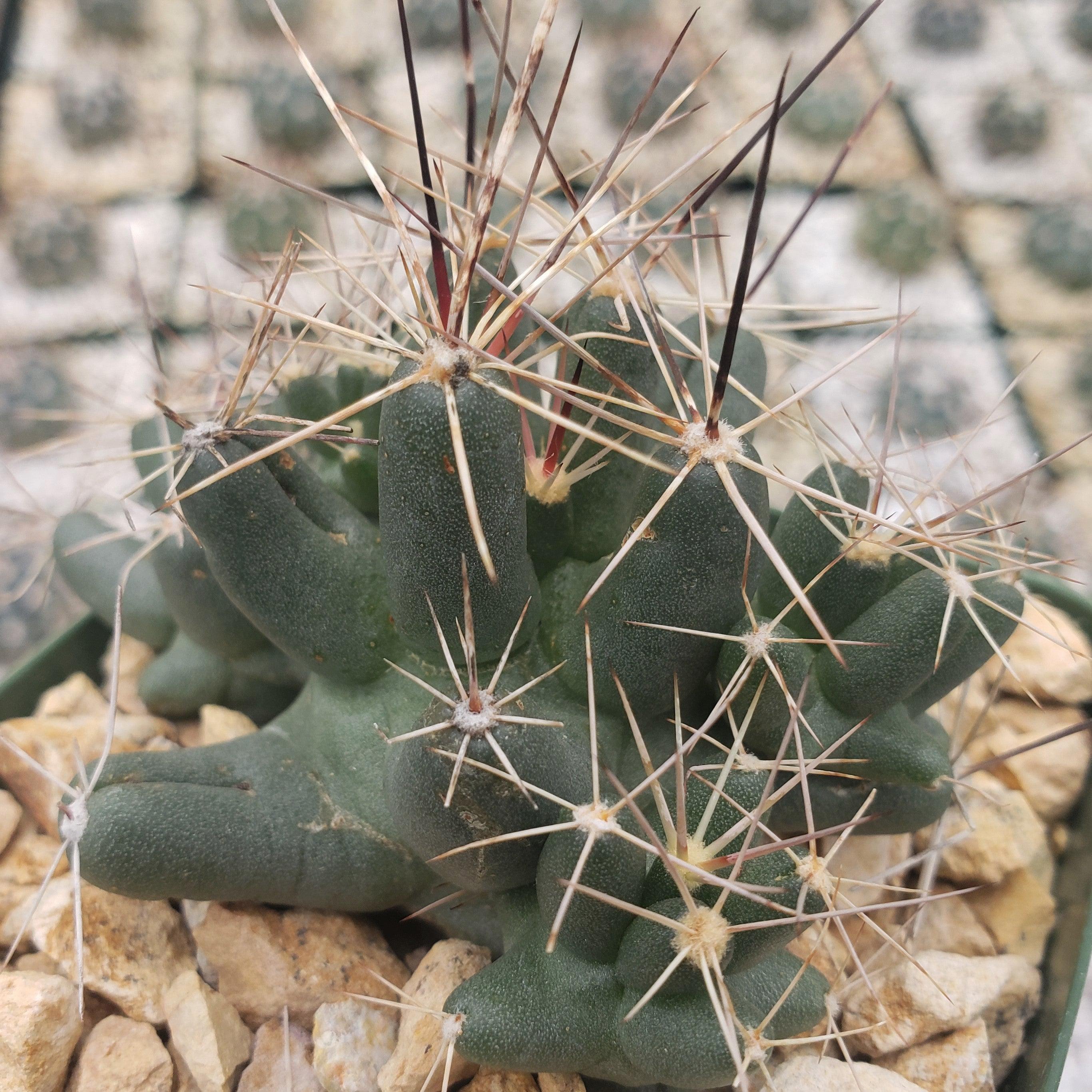 Close-up of Coryphantha Micromeris cactus with thick green stems and white and dark brown spines in rocky soil, blurred background.