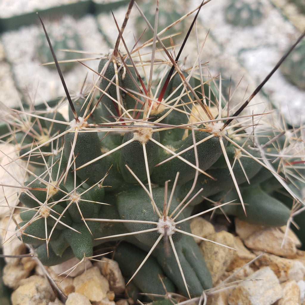 Close-up of Coryphantha Micromeris cactus with ribbed green body, long white and brown spines, and light rocks; blurred cacti in background.