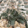 Close-up of Coryphantha Micromeris, a green cactus with sharp spines and thick segments, nestled among small light rocks.
