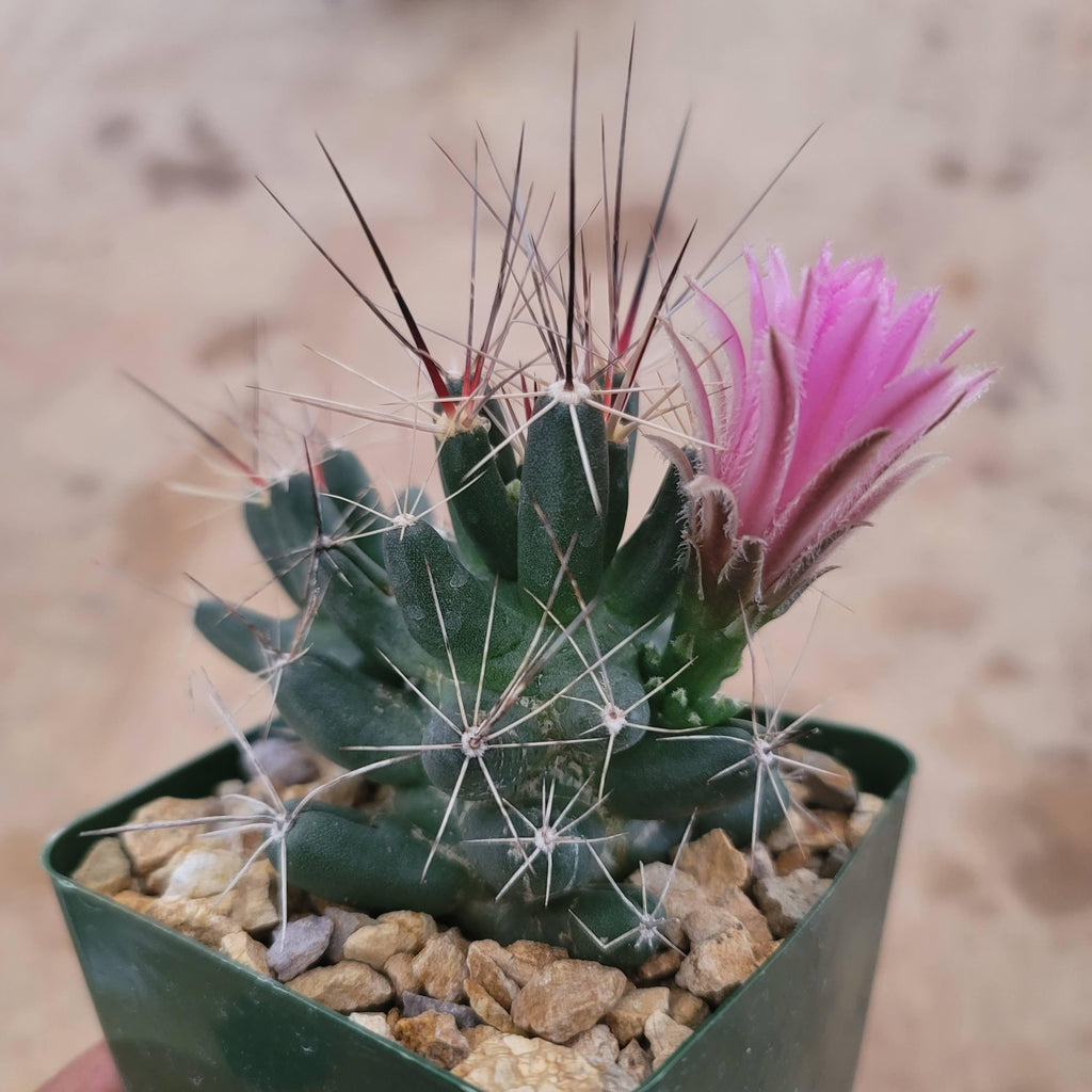 Coryphantha Micromeris cactus with sharp spines and a single pink flower in rocky soil, standing out against a blurred background.