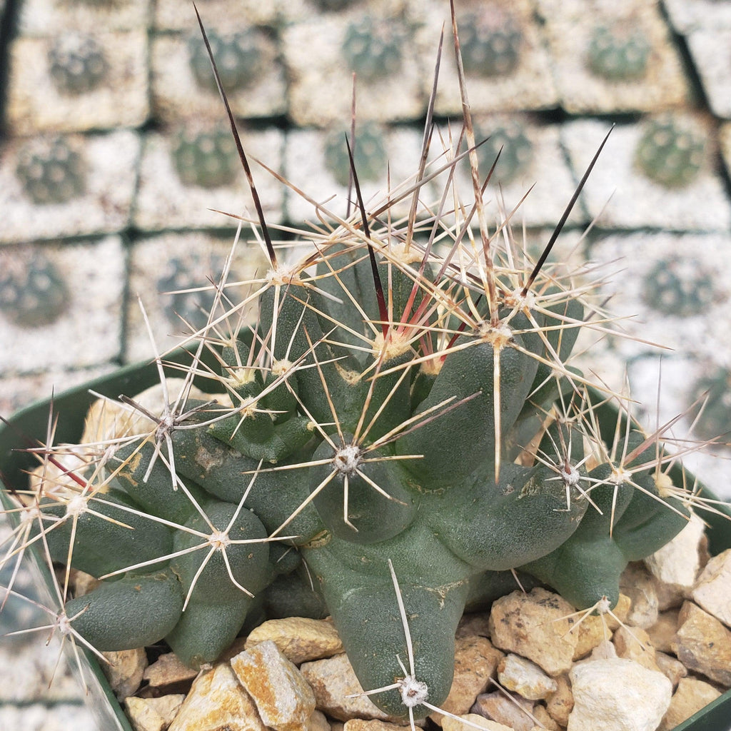 Close-up of Coryphantha Micromeris cactus with long brown and white spines among light rocks, blurred cacti in the background.