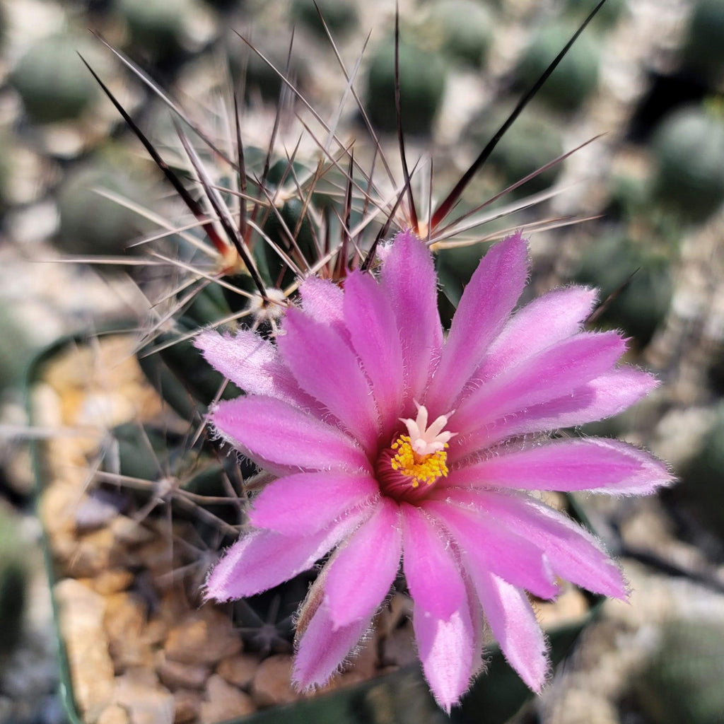 Close-up of Coryphantha Micromeris cactus with long spines, a vivid pink flower, and yellow-white stamens above rocky soil.