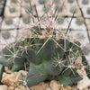 Close-up of a Coryphantha Micromeris cactus with thick green stems and sharp spines among tan rocks, with blurred cacti in the background.