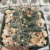 Close-up of Coryphantha Micromeris in a green pot with light brown rocks, featuring long pale spines. Other succulents in background.