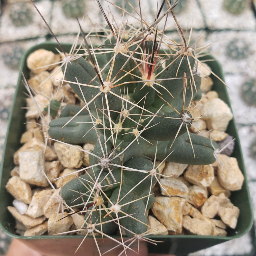 Close-up of Coryphantha Micromeris in a green pot with light brown rocks, featuring long pale spines. Other succulents in background.