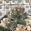 Close-up of a Coryphantha Micromeris cactus with long spines in a pot with tan rocks, set against a tiled background and blurred cacti.
