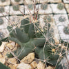 Close-up of Coryphantha Micromeris cactus with green, lumpy skin and yellow-brown spines, surrounded by light rocks on a tiled surface.