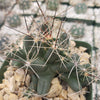 Close-up of Coryphantha Micromeris, a green cactus with pale spines in a pot of light rocks, with blurred succulents in the background.