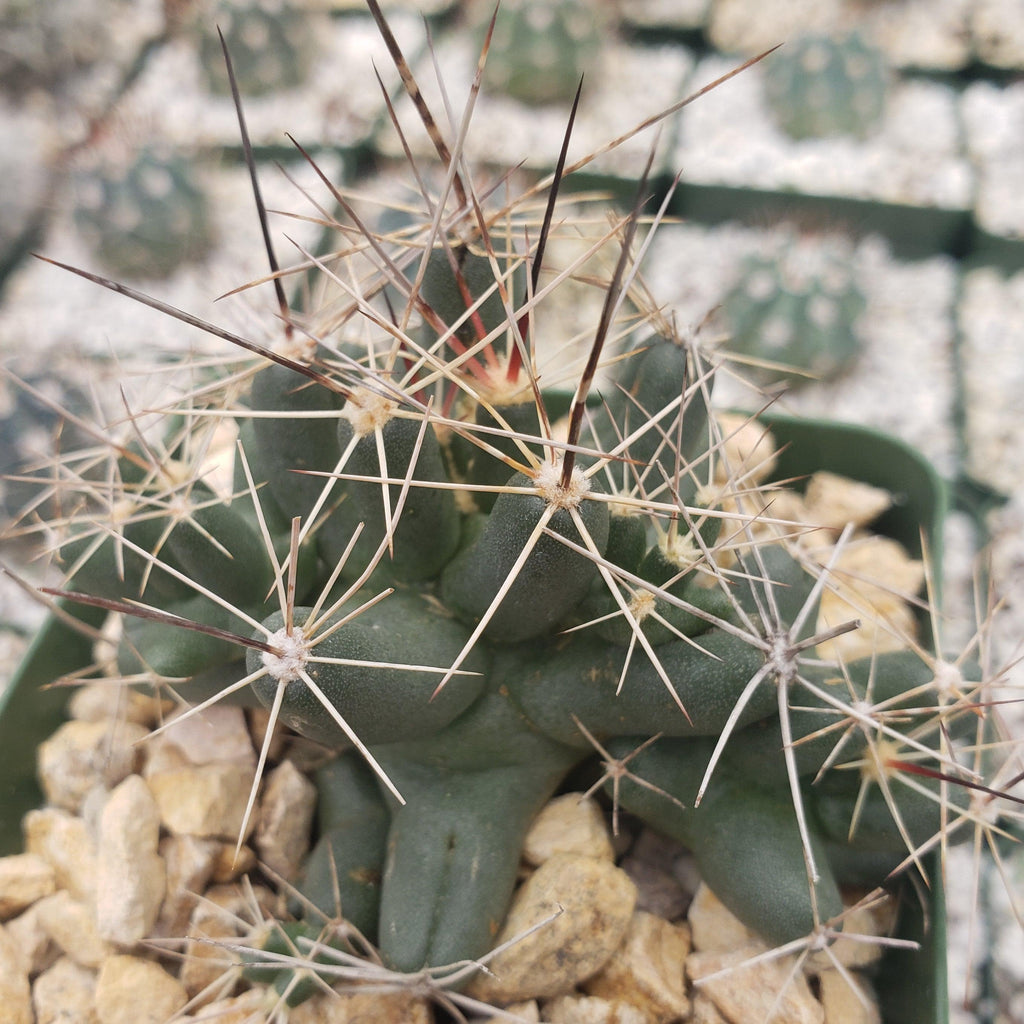 Close-up of Coryphantha Micromeris, a green cactus with pale spines in a pot of light rocks, with blurred succulents in the background.