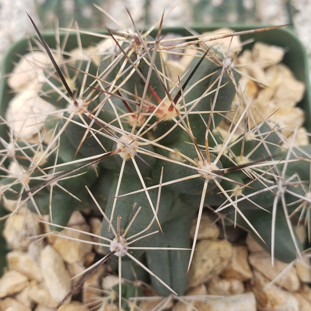 Coryphantha Micromeris cactus with sharp thorns and a distinct appearance, an excellent choice for any cactus plant collection.